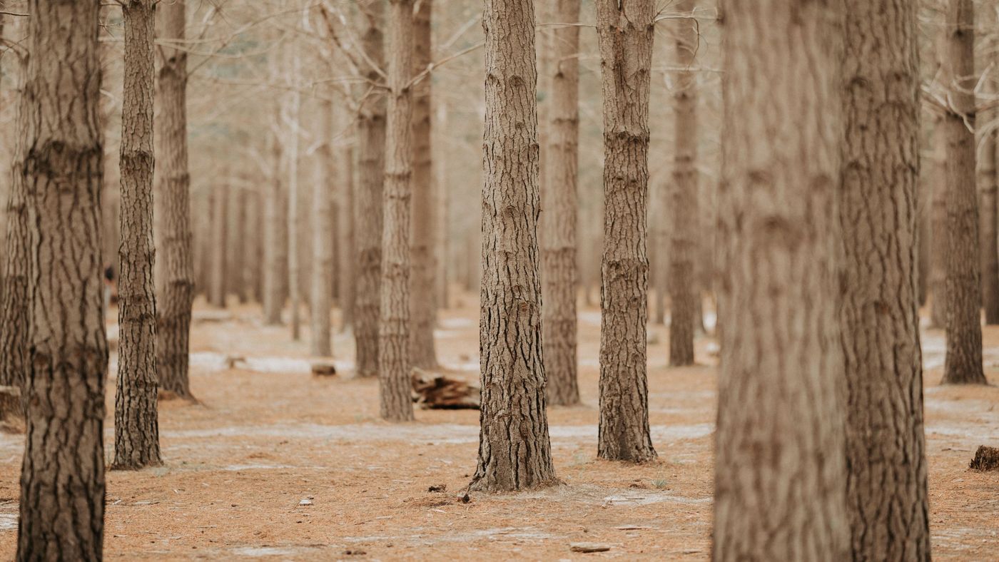 Hohe Kiefernstämme in einem lichten Wald