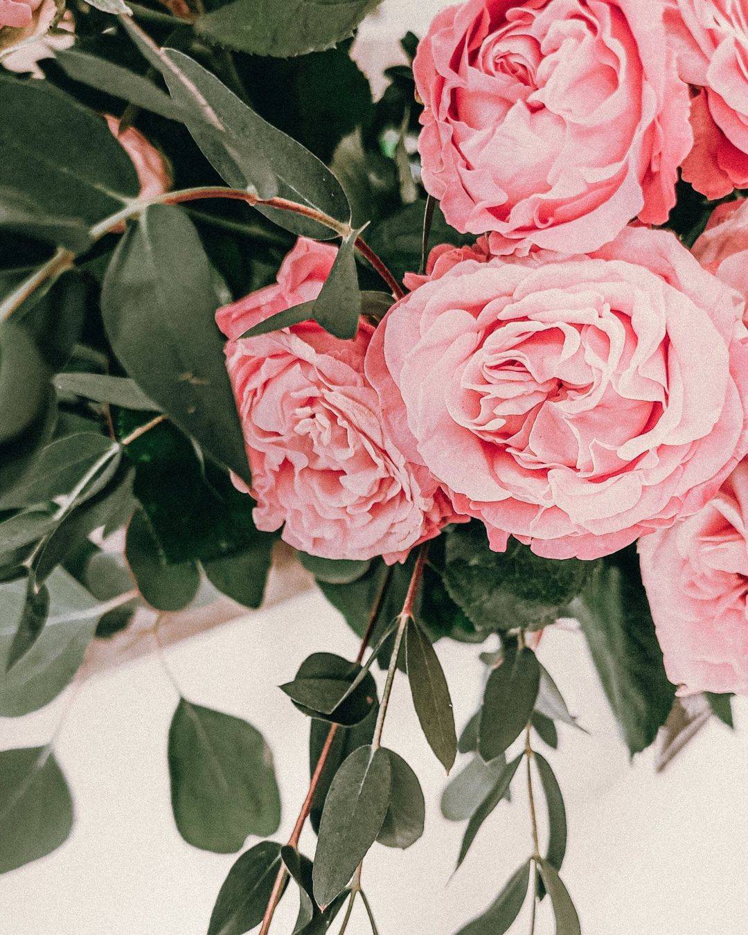 Rosa Rosen mit herabhängendem Eukalyptus